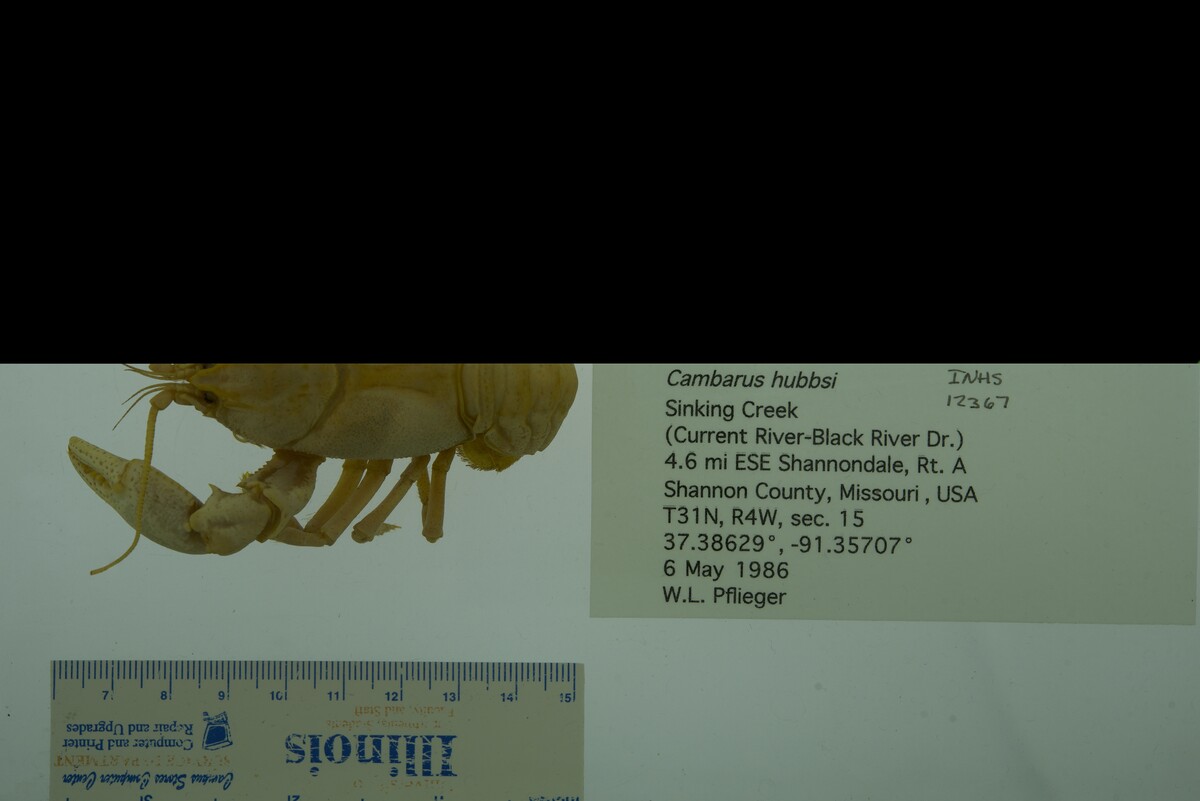 Cambarus hubbsi image